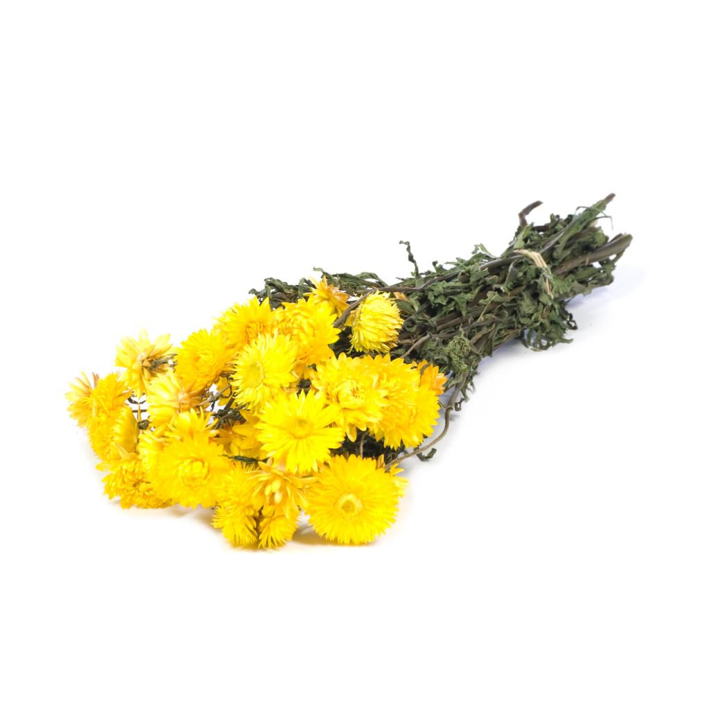 Pre Order Helichrysum natural yellow, box x 20