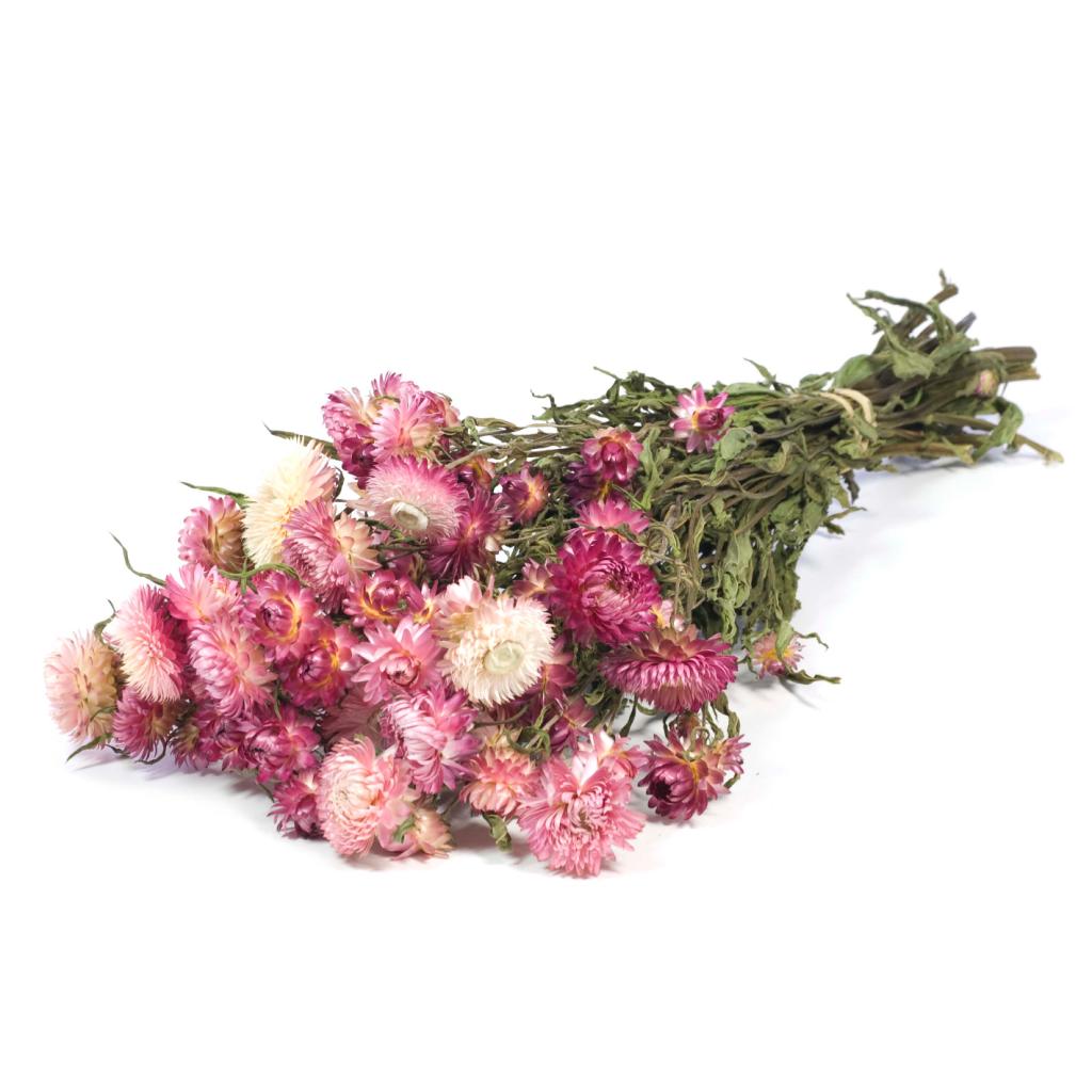 Pre Order Helichrysum natural pink, box x 20