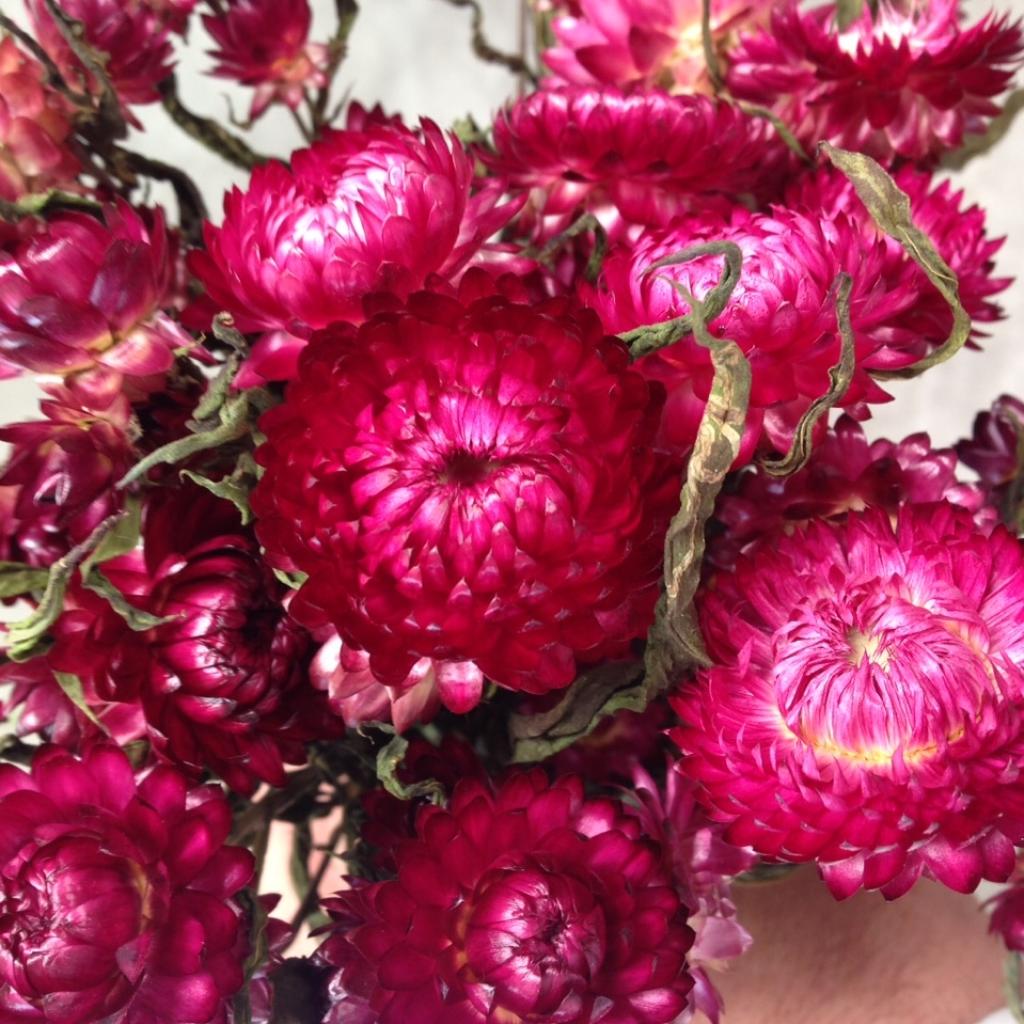 Pre Order Helichrysum head loose natural dark pink, box x 2KG