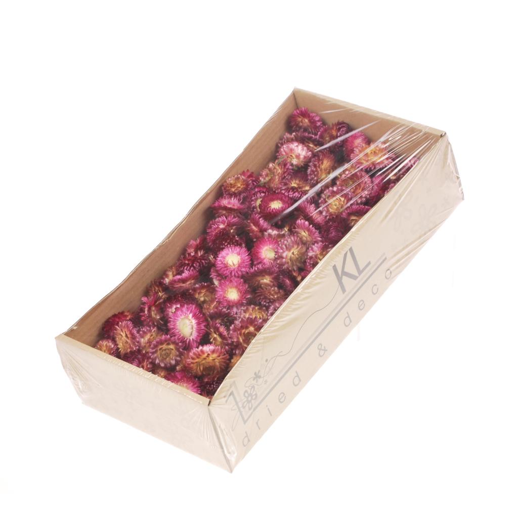 Pre Order Helichrysum head show box natural dark pink, box x 6