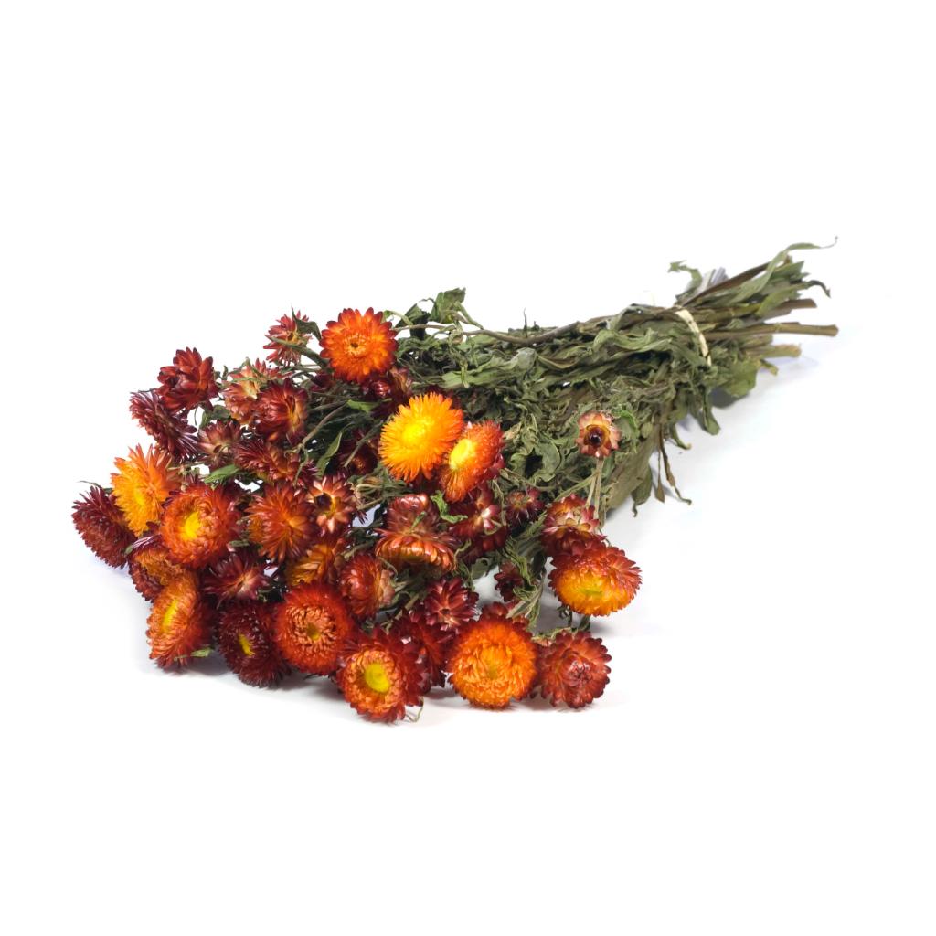 Pre Order Helichrysum natural red, box x 20