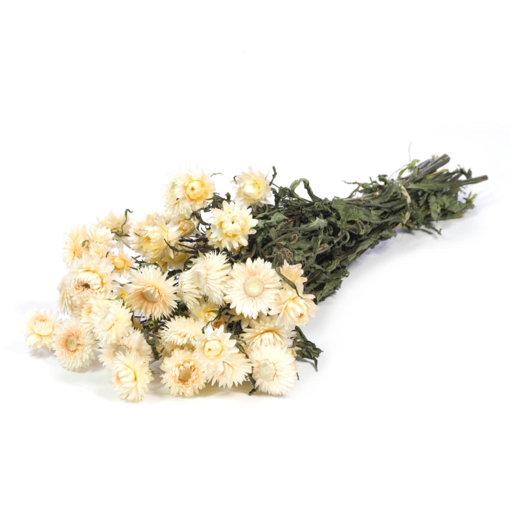 Pre Order Helichrysum natural white, box x 20