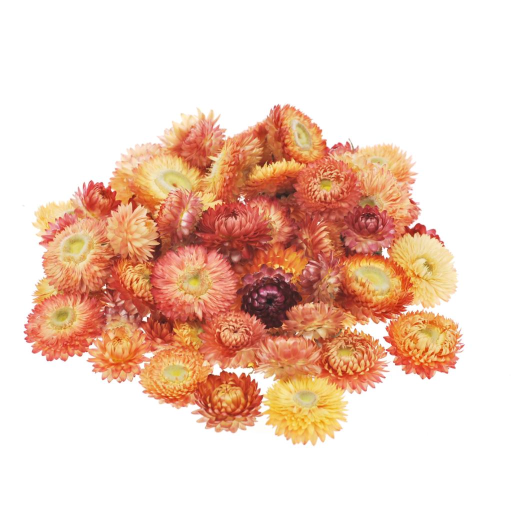 Pre Order Helichrysum head loose natural salmon, box x 2KG