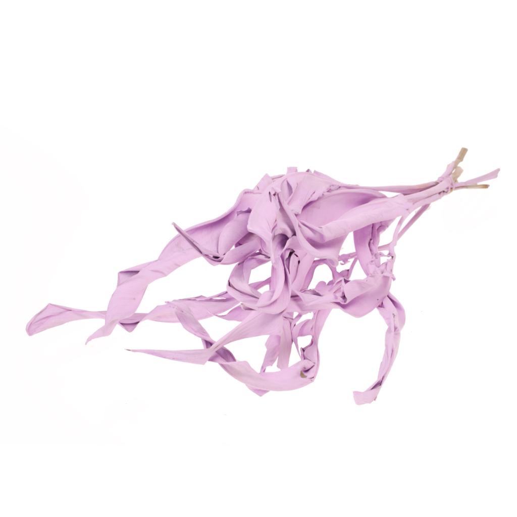 Pre Order Strelizia leave lilac misty, box x 10