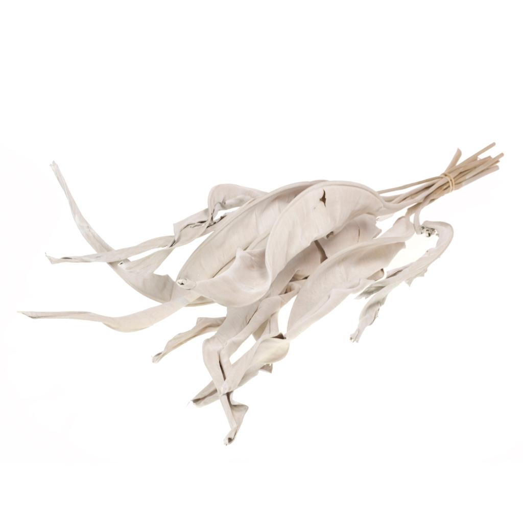 Pre Order Strelizia leave white misty, box x 10