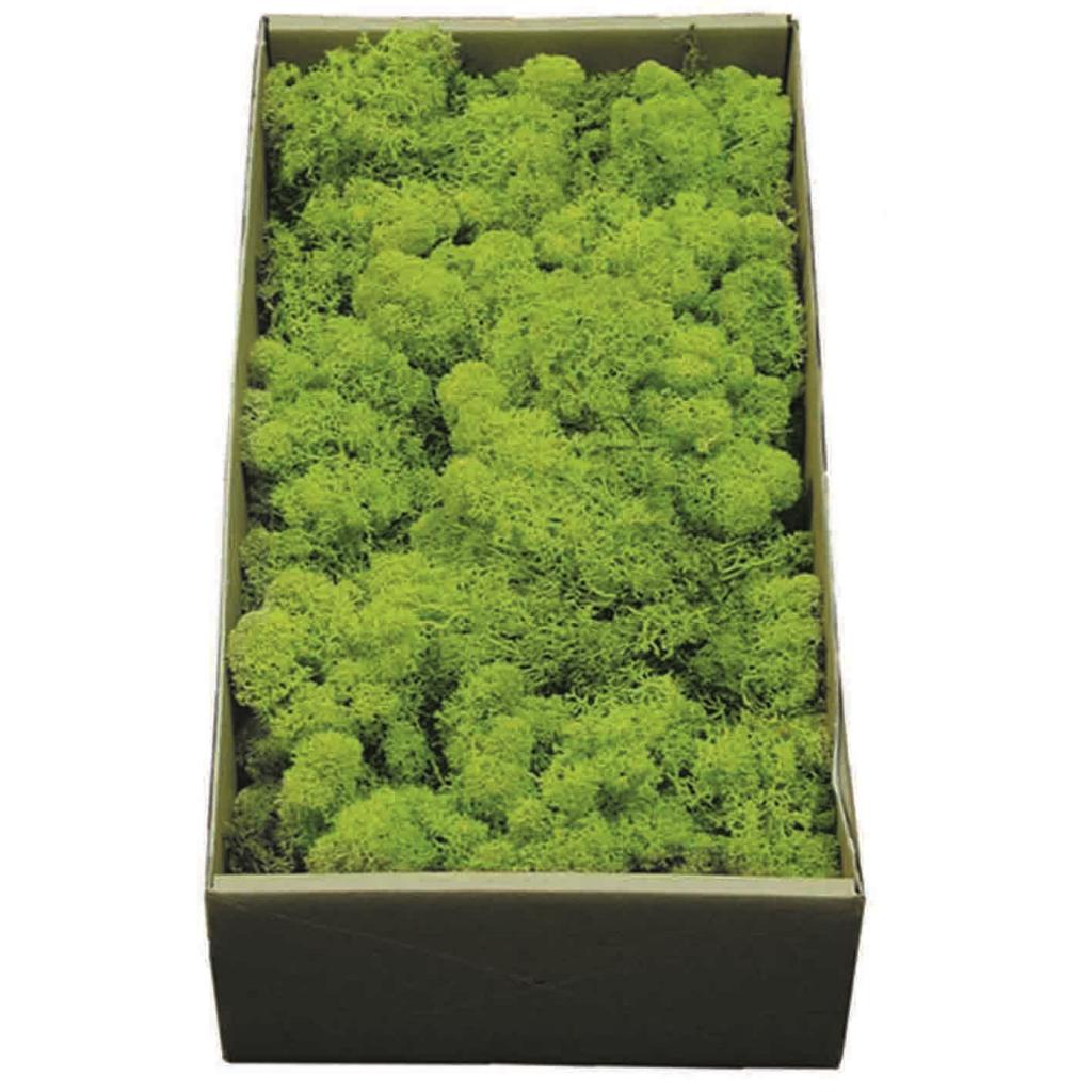 Pre Order Reindeer moss preserved green, box x 6