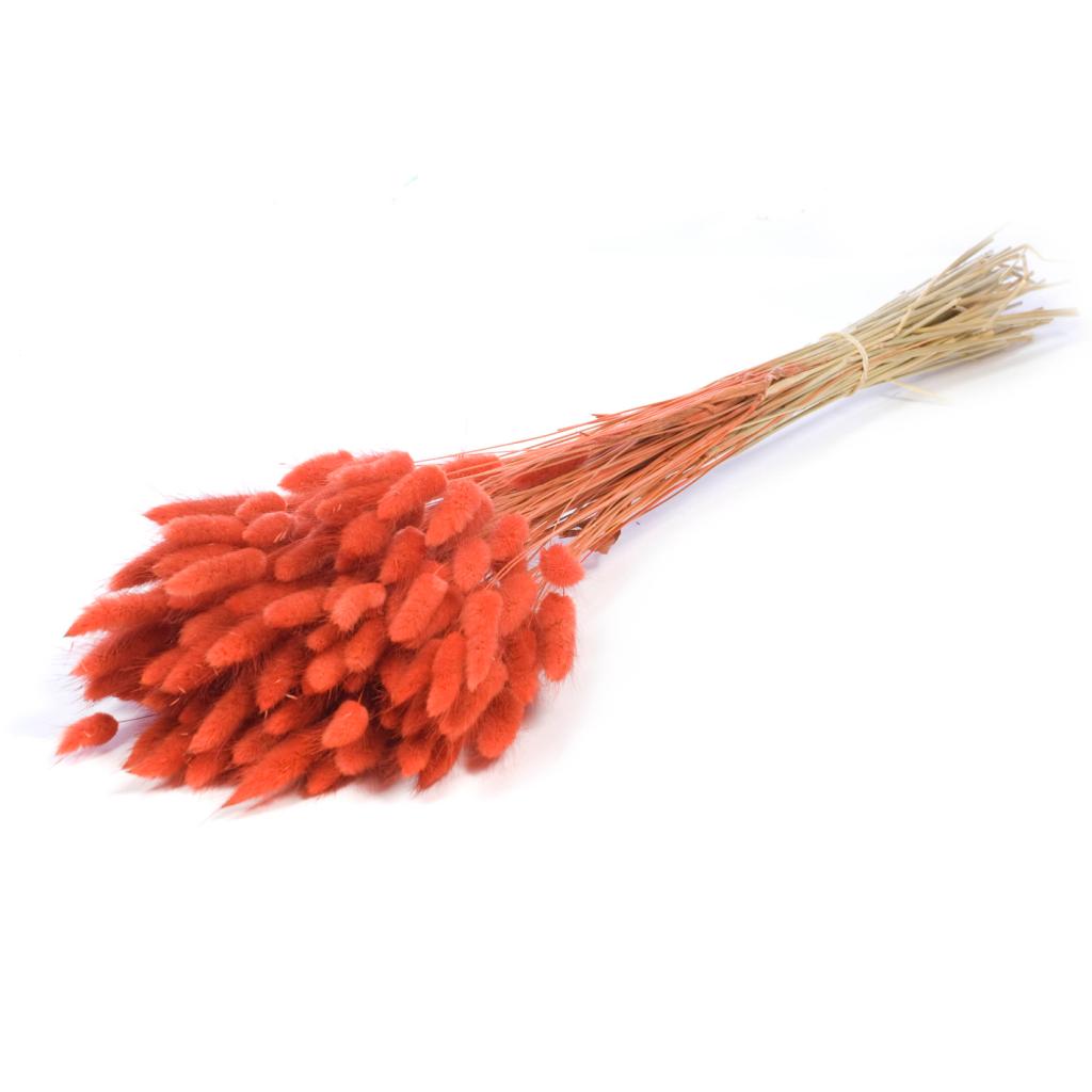 Pre Order Lagurus ovatus burnt orange, box x 25
