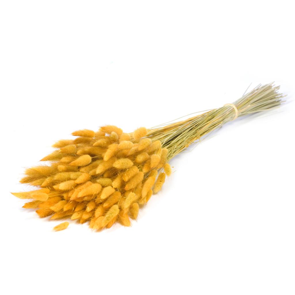 Pre Order Lagurus ovatus yellow, box x 25