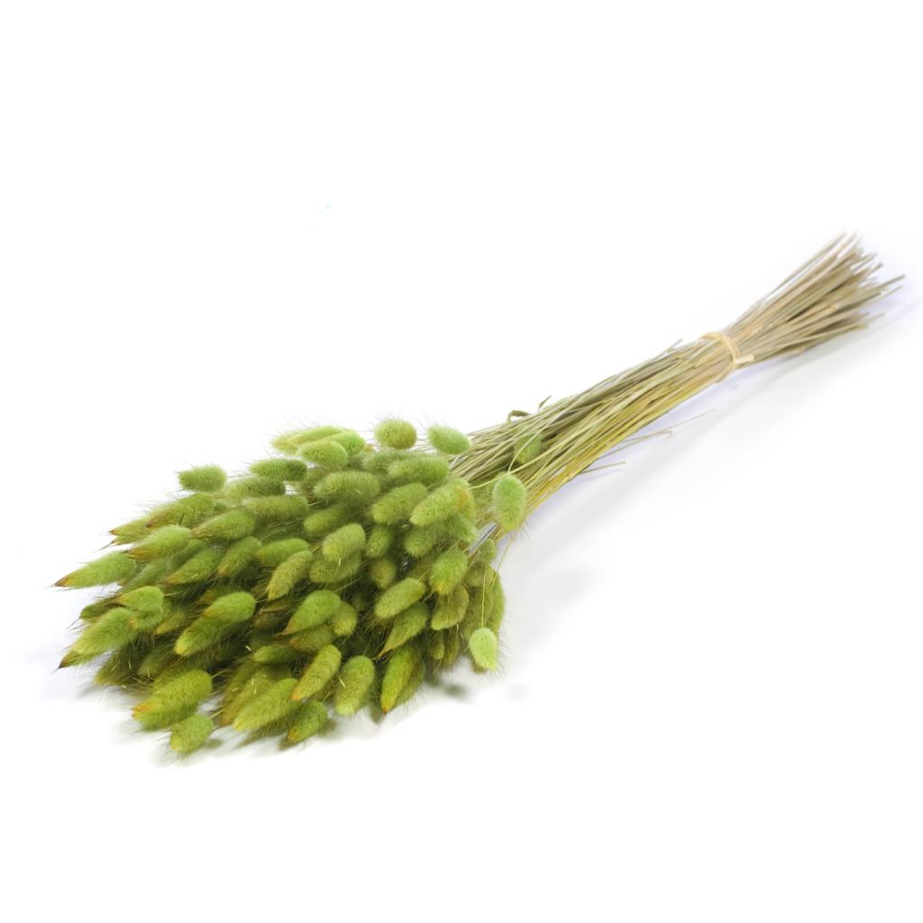 Pre Order Lagurus ovatus green, box x 30
