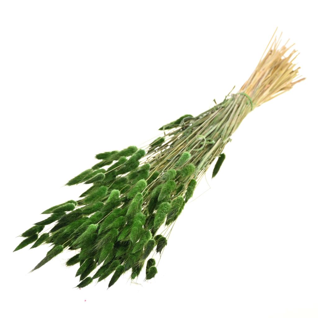 Pre Order Lagurus ovatus moss green, box x 30