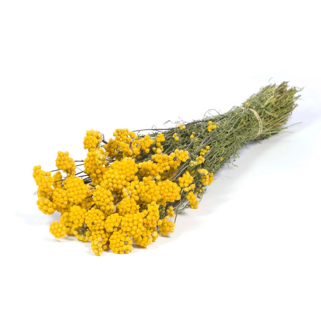 Pre Order Lona natural yellow, box x 25