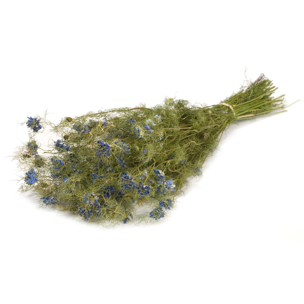Pre Order Nigella flower natural blue, box x 20