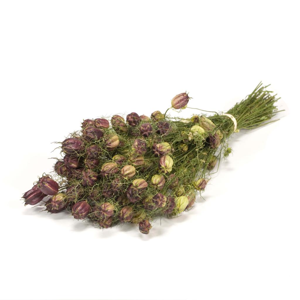 Pre Order Nigella natural red natural red, box x 15