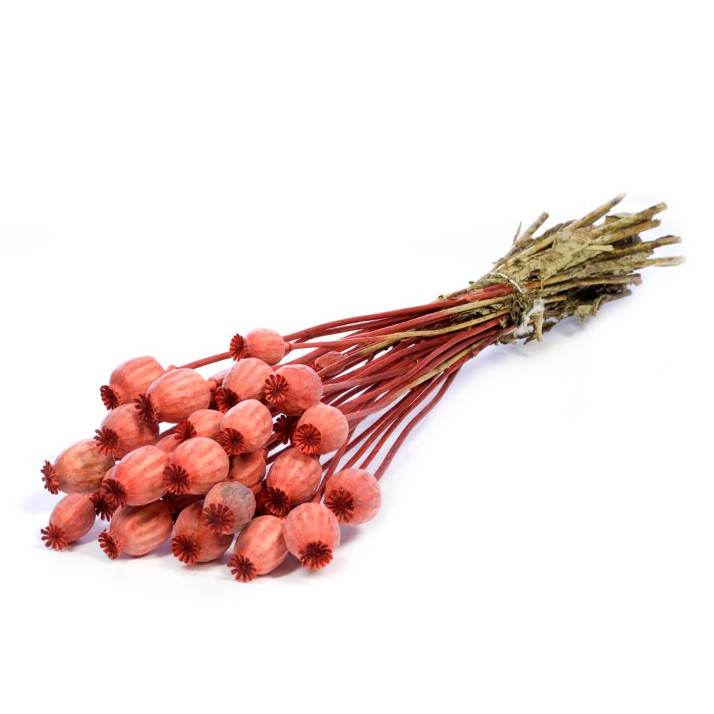 Pre Order Papaver burnt orange, box x 20