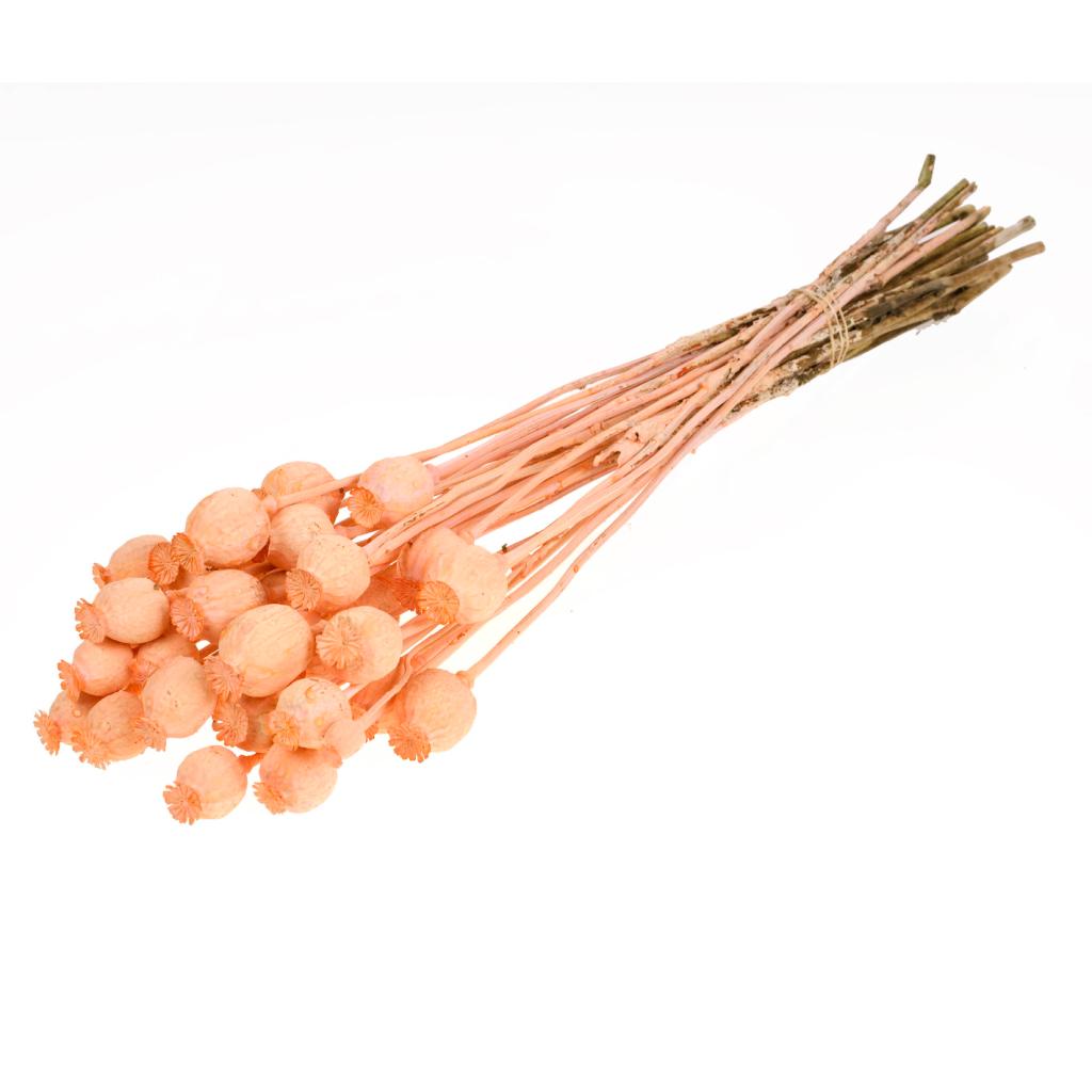Pre Order Papaver coral misty, box x 20