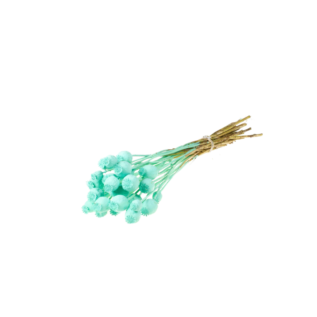 Pre Order Papaver blue aqua, box x 20