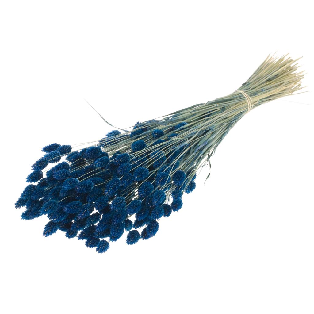 Pre Order Phalaris dark blue, box x 20
