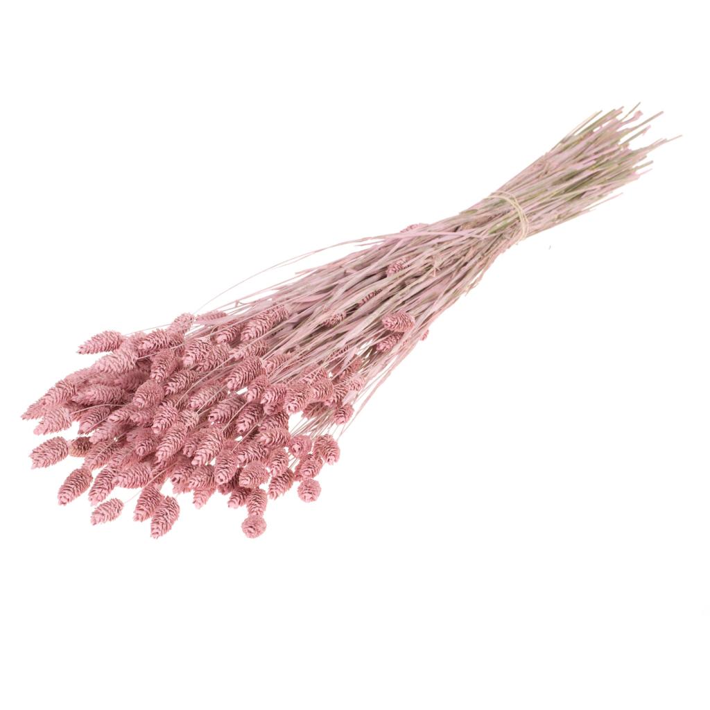 Pre Order Phalaris pink misty, box x 20