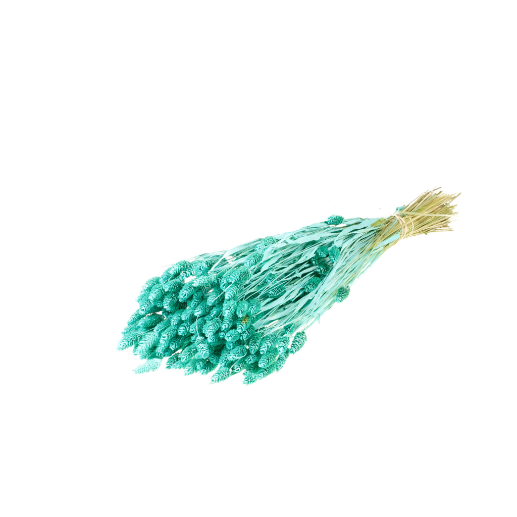 Pre Order Phalaris blue aqua, box x 20