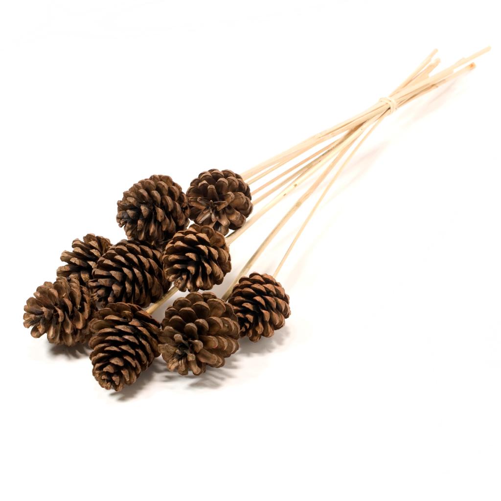 Pre Order Pine cone 5-7cm on stem natural brown, Box x 12
