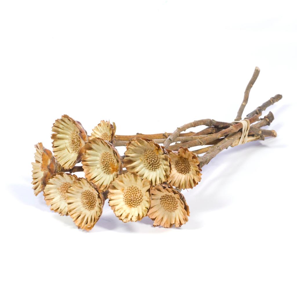 Pre Order Protea compacta natural brown, box x 25