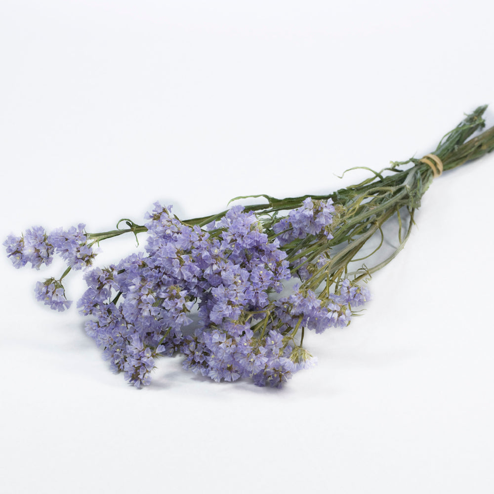 Statice sinuata, Natural Lilac – Atlas Flowers
