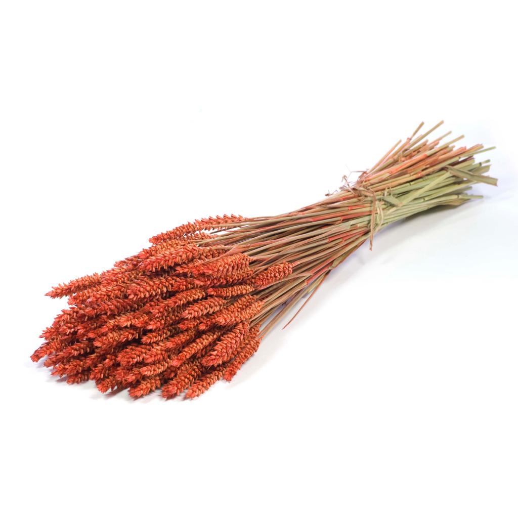 Pre Order Tarwe (triticum) burnt orange, box x 20