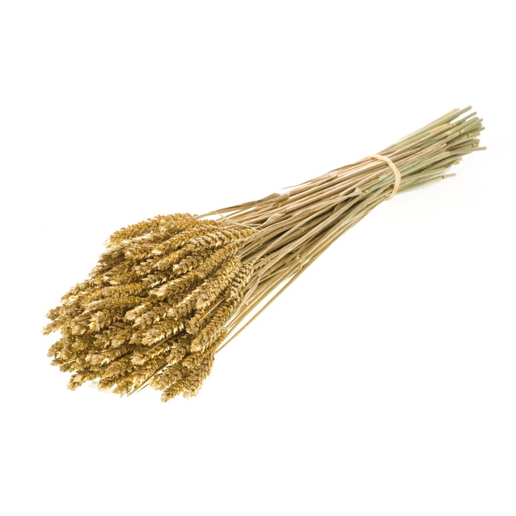Pre Order Tarwe (triticum) gold, Box x 20