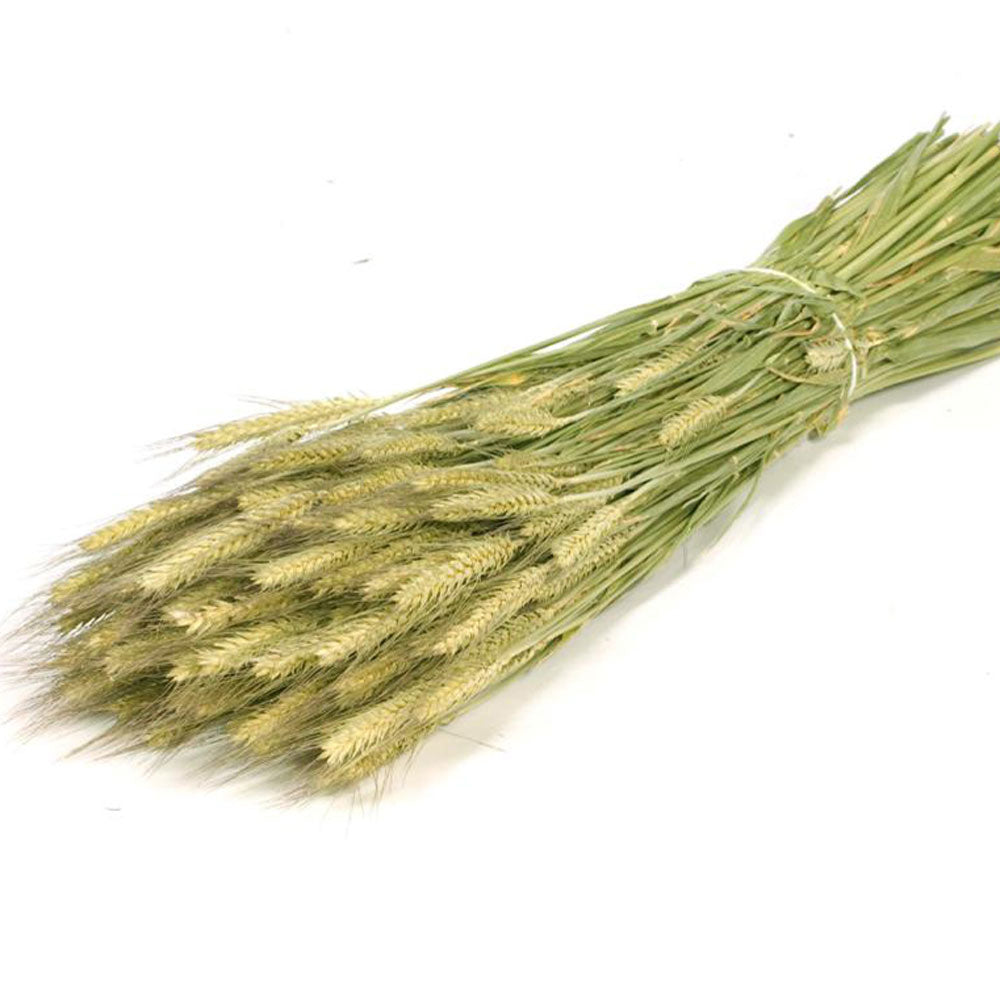 Triticale, Natural Green