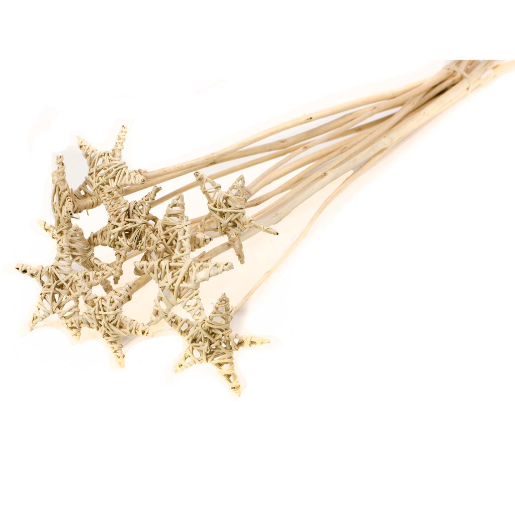 Pre Order Latastar 8cm flat on stem natural, Box x 18