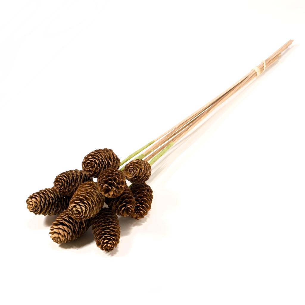 Pre Order Spruce cone on stem natural brown, box x 30