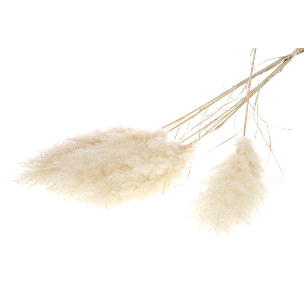 Pre Order Cortaderia plume Extra, Natural, box x 10