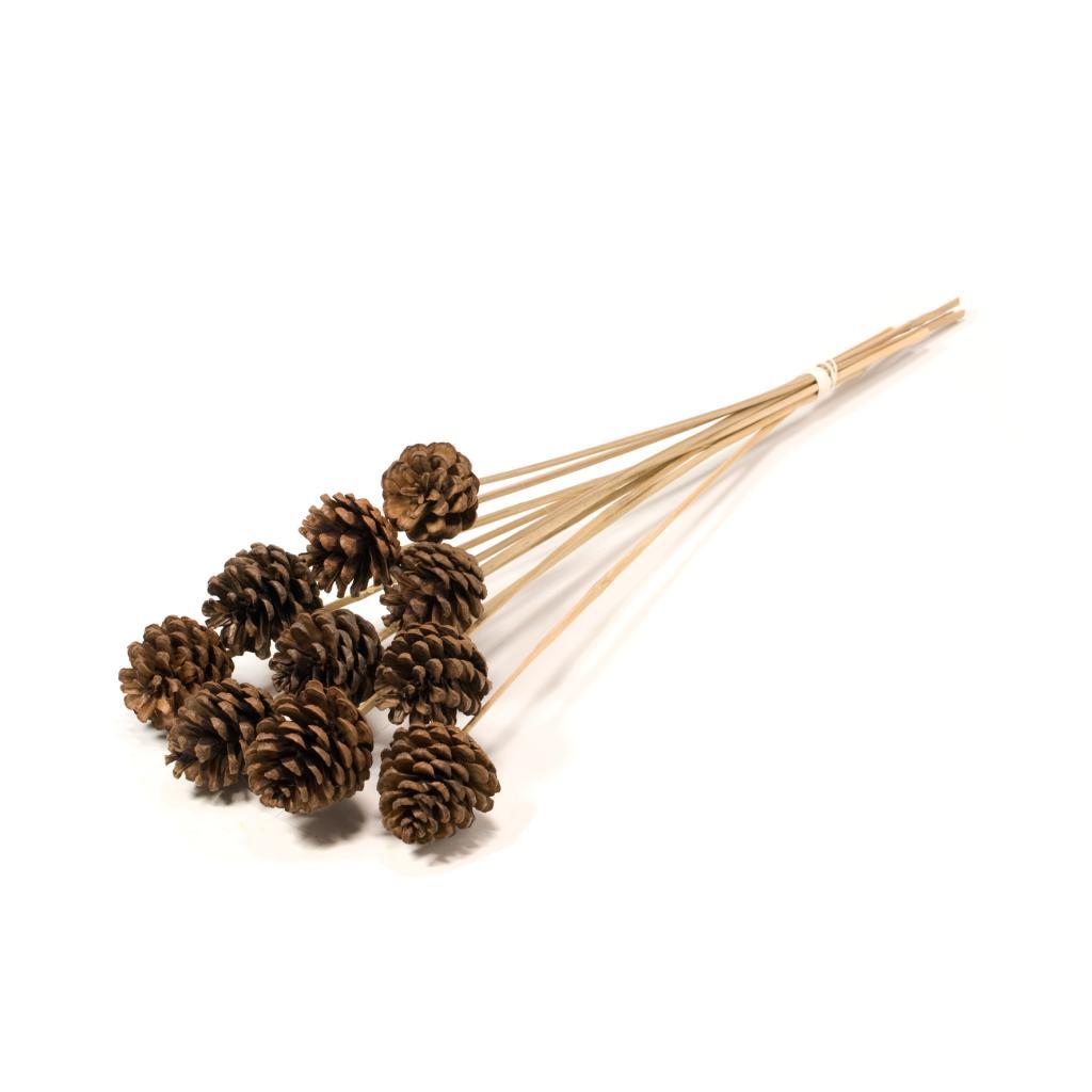 Pre Order Pine cone 4-6cm on stem natural, Box x 15