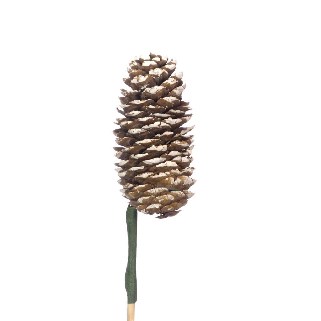 Pre Order Rai Cone 10-14cm on stem natural white tip, Box x 15