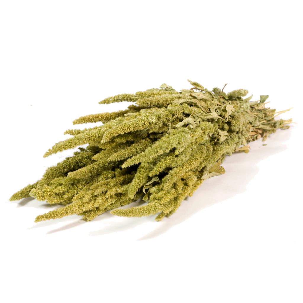 Pre Order Amaranthus  natural green , box x 20