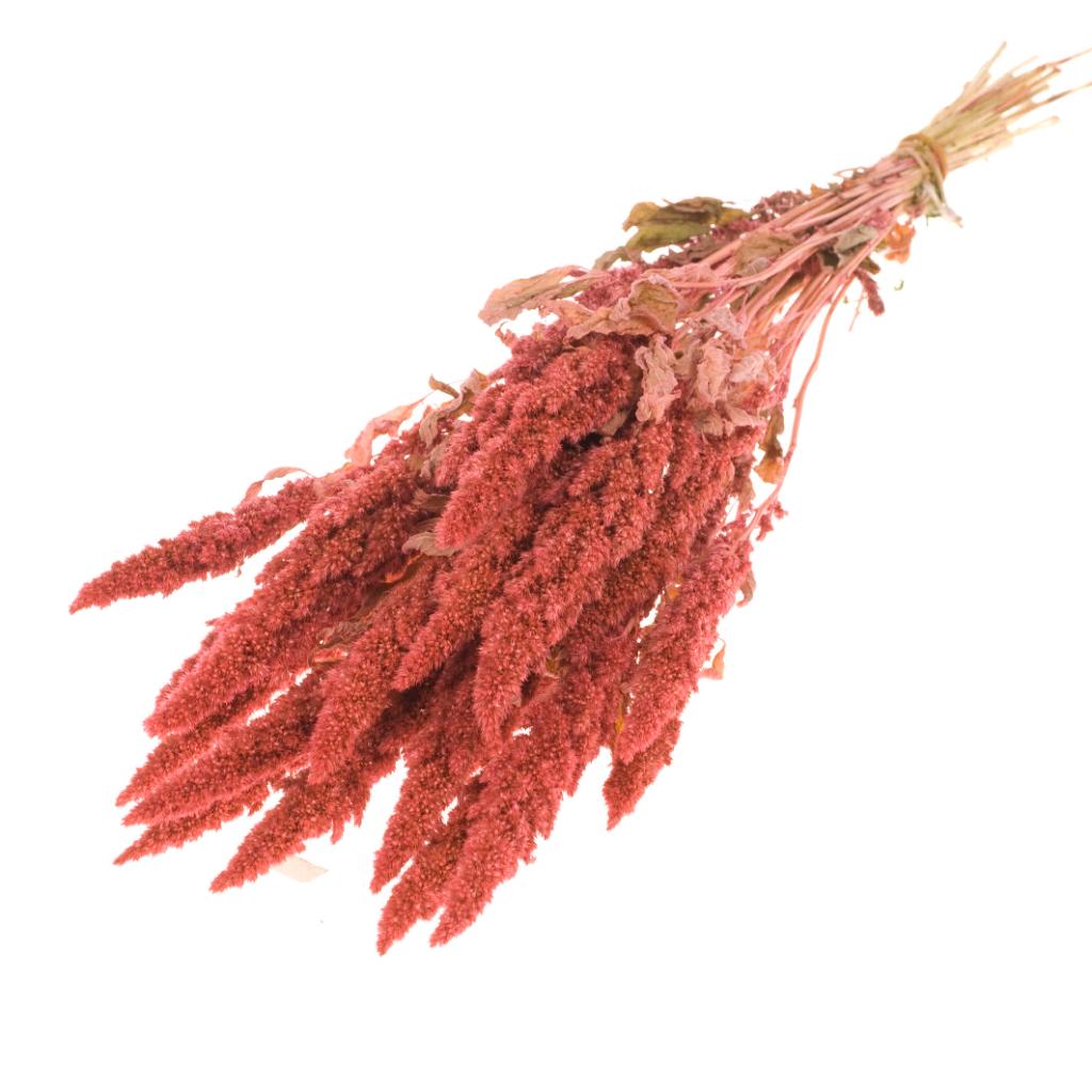 Pre Order Amaranthus pink, box x 15