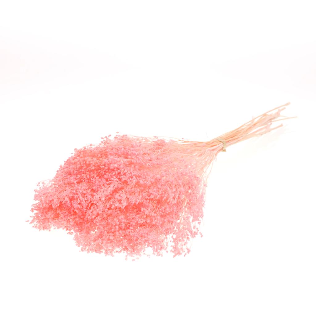 Pre Order Broom bloom preserved bleached pink, box x 60