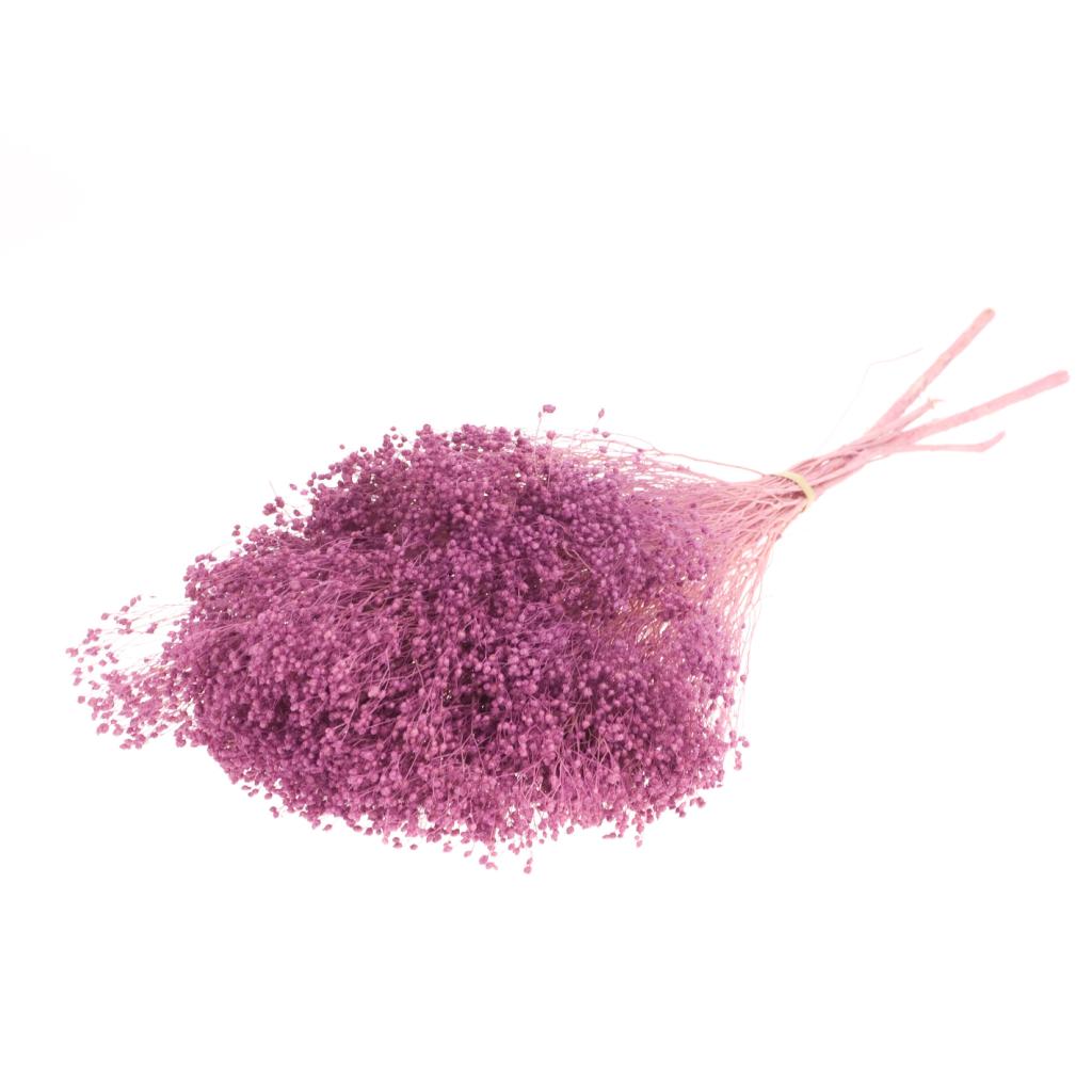 Pre Order Broom bloom preserved bleached lilac, box x 60