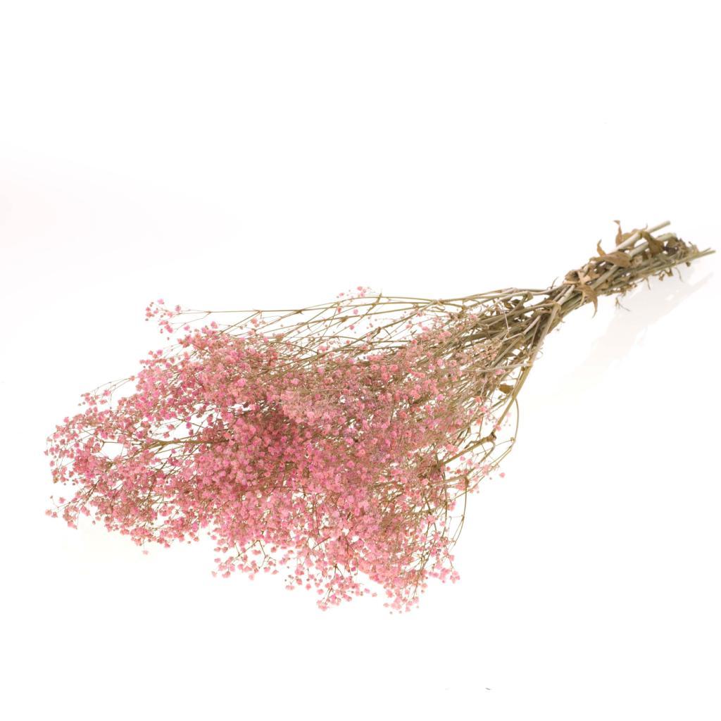 Pre Order Gypsophila preserved pink, box x 30