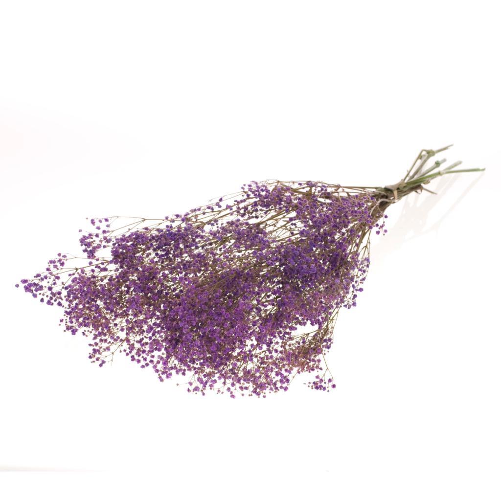 Pre Order Gypsophila preserved lilac, box x 30