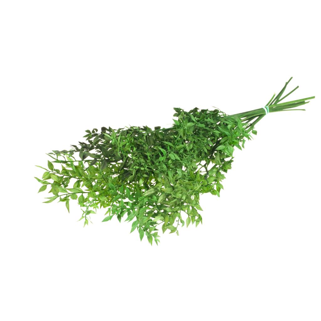 Pre Order Ruscus preserved moss green, box x 25