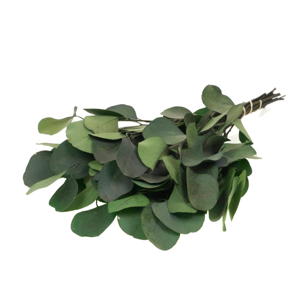 Pre Order Eucalyptus populus preserved moss green, box x 25