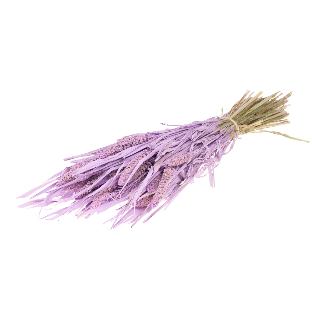 Pre Order Setarea italica lilac misty, box x 15