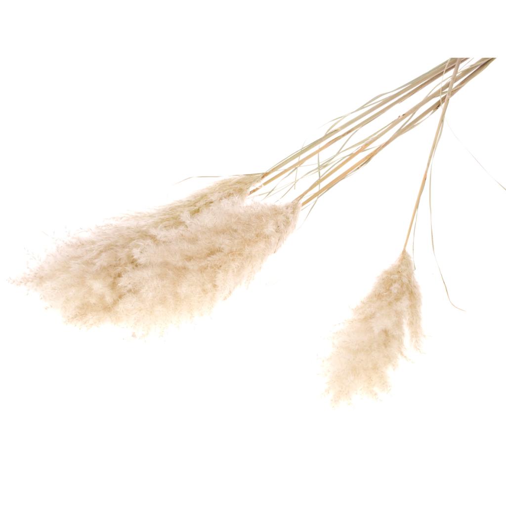 Pre Order Cortaderia plum medium 115cm natural, box x 12