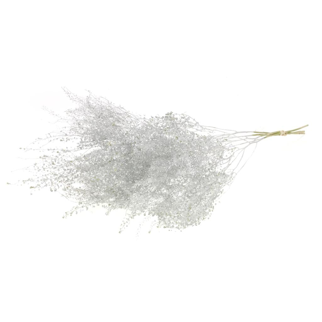 Pre Order Lepidium fine silver, Box x 20