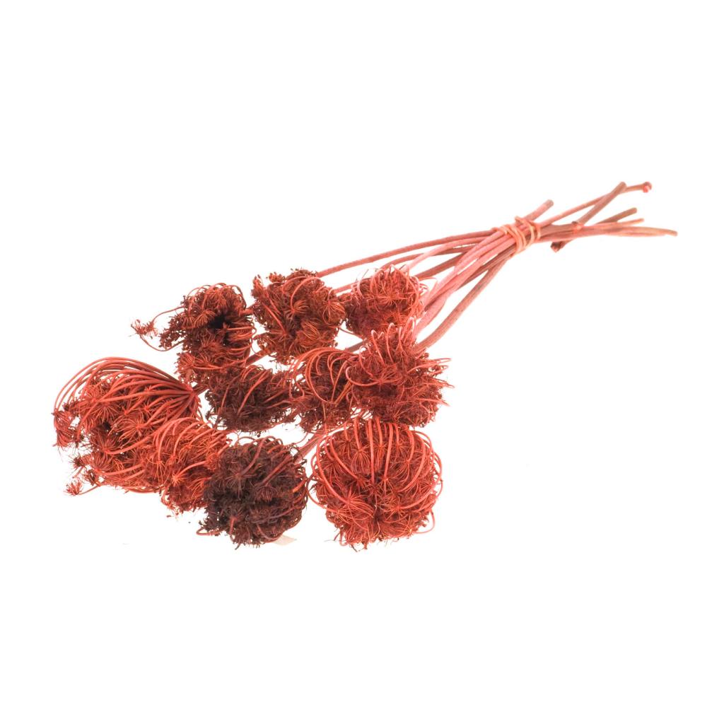 Pre Order Ammi majus burnt orange, box x 15