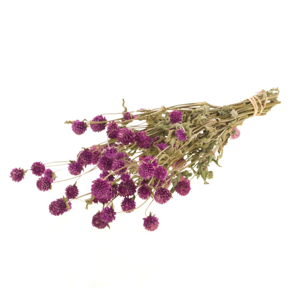 Pre Order Gomphrena natural purple, box x 25