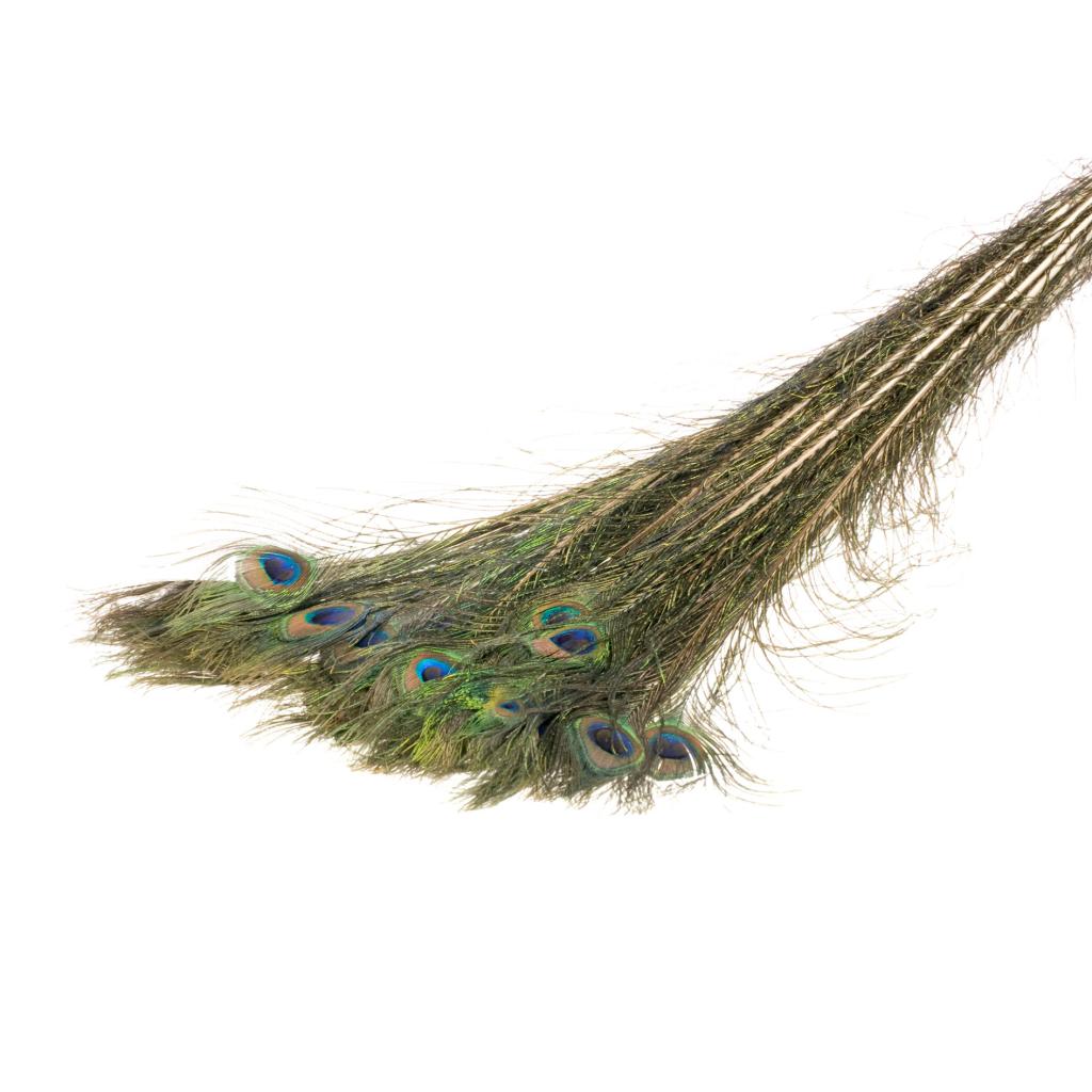 Pre Order Peacock feather natural, box x 50