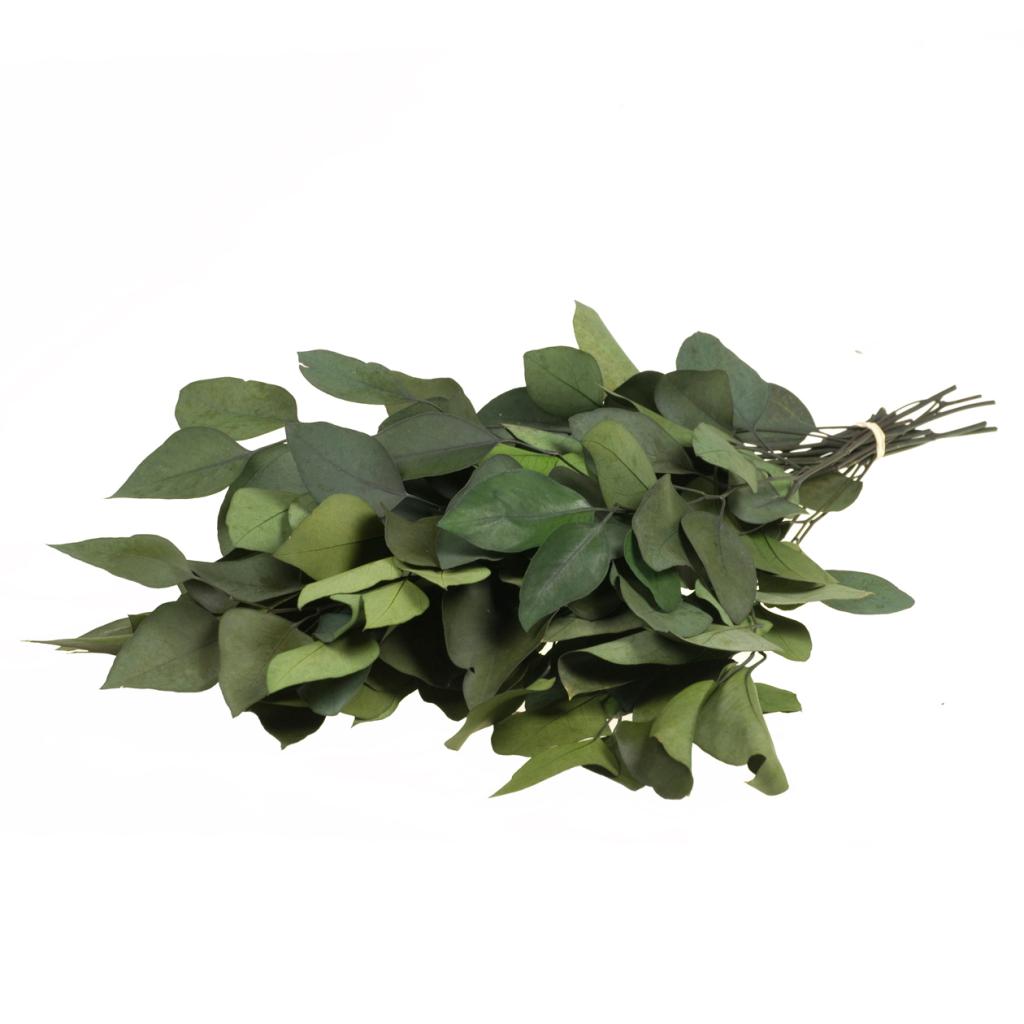 Pre Order Eucalyptus stuartiana preserved moss green, box x 25