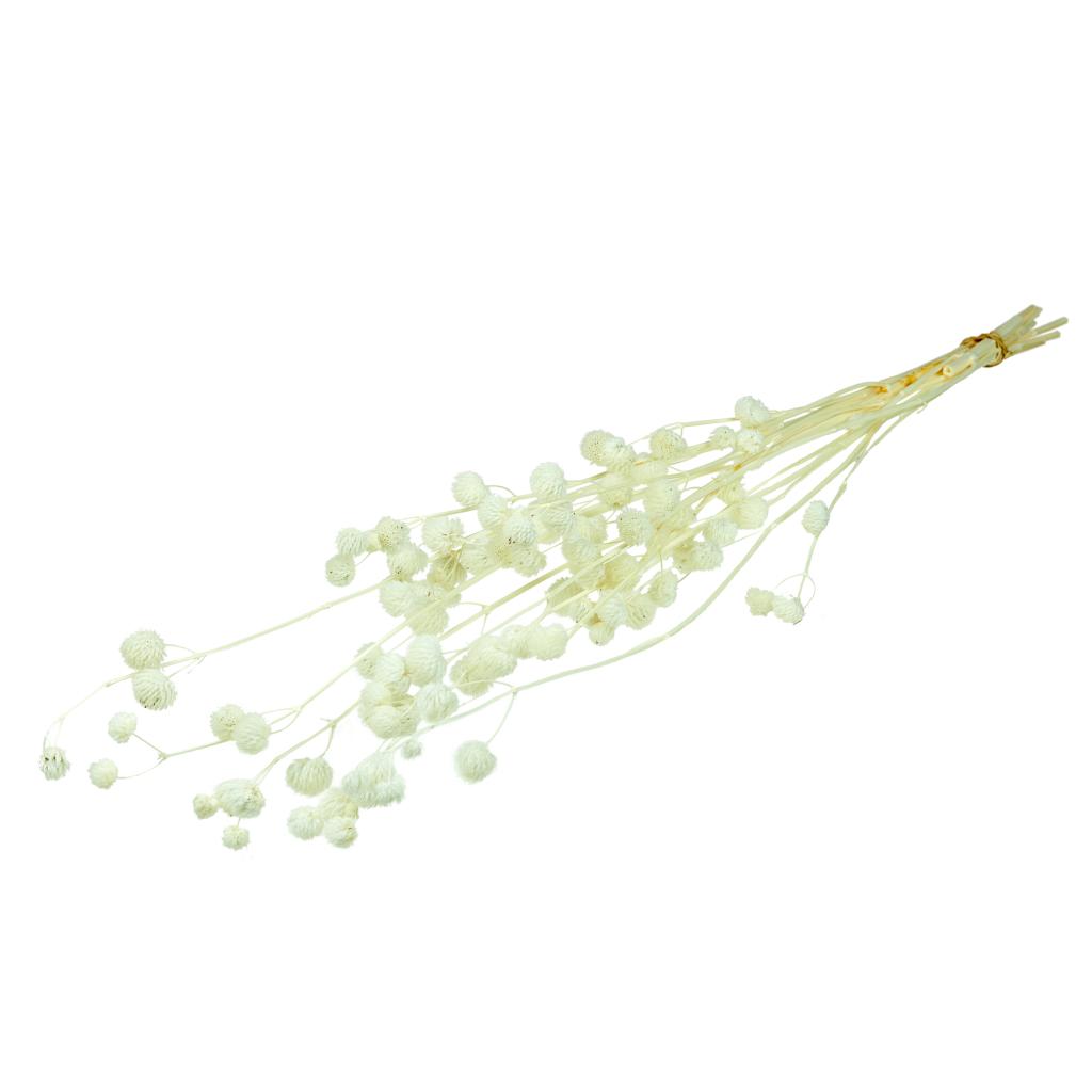 Pre Order Calicarpa 70cm bleached white, box x 40